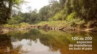 Príncipes de Paz- Amo Bosawas