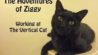 The Vertical Cat - Catify your home - Ziggy Sands 760
