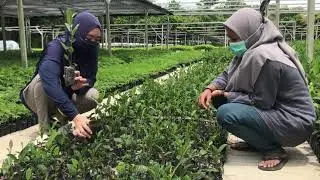 penyakit klorosis daun niken 031053259