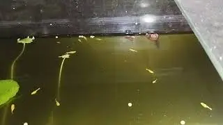 小小gold圆球Molly #fish #mollyfish #gold #golden #breeding #top #class #love  #pets 