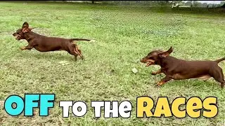 Mini Dachshund Derby- the greatest race!