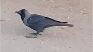 Birds Around Us - Crow (Some interesting Information)... #sbo #parttimejob #workfromhome #birds#crow