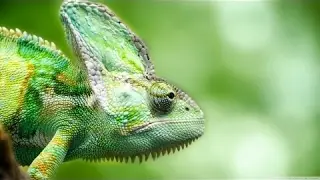 animal life, very cute animals, jungle, natural wonders,full &nbsp;documentary
