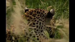 Tracking Leopards in the Sabie Game Reserve