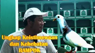 5 Faktor Penunjang Merpati Menjadi Juara || Akbari Damasta Bertanya..? Koh Yun Menjawab
