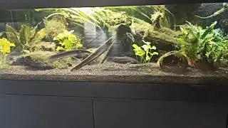 Senegal Fl&ouml;sselhecht Aquarium