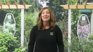 Fertilizing Perennials
