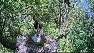 Black stork  chainsaws sounds