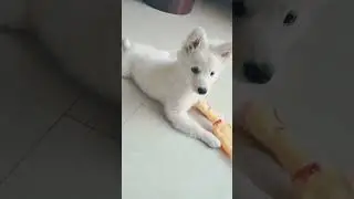 Wait for his reaction😆😆😃😃