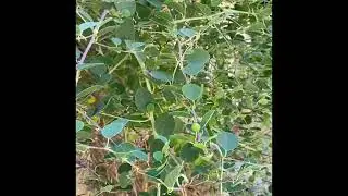 Forging Wild Capers in Palestine