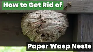 How to Get Rid of Paper Wasp Nests Without Getting Stung!