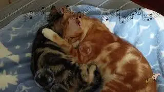(No Ads) 6 Hrs Cat's purring/ Harp & Panio calming music/deep relaxation, sleep music, stress relief