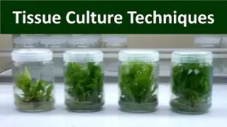 New Lecture on Tissue Culture Techniques