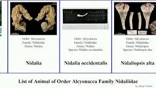 List of Animal of Order Alcyonacea Family Nidaliidae alta occidentalis agassizii Siphonogorgia Pad