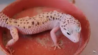 Checando Peso Crías Gecko Leopardo