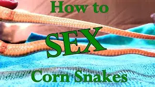 How to Sex Corn Snakes - Answering your Corn Snake Questions, Breeder Edition #3