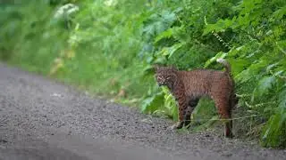 Encounter with an Oregon Bobcat