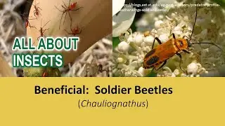 Beneficial: Soldier Beetle
