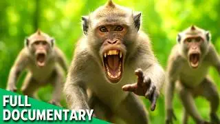 MONKEY UPRISING | Primates Turn Their Rage on Humans