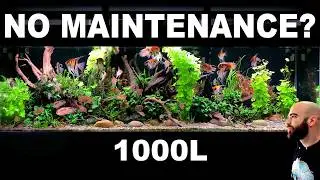Make This Low Tech, No Co2 Planted Aquarium: All Information + Tips