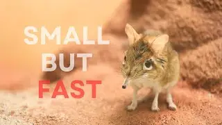 ELEPHANT SHREW