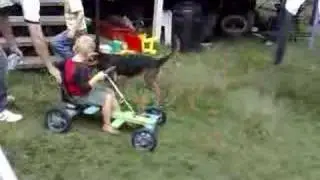 dog pushing billykart