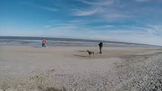 Whoa training on the beach with Iris the Weimaraner.