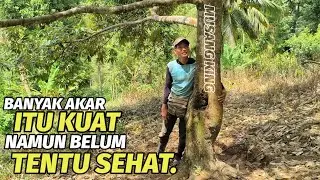 Berkunjung ke kebun durian Kang TW Channel
