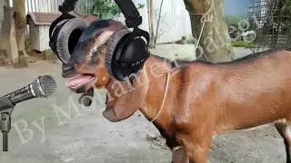 Viral Singing Goat with autotune