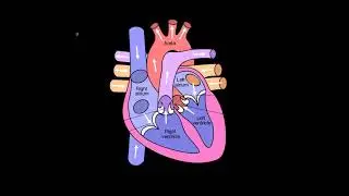 The four chambers of the heart