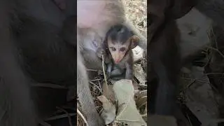 Gorgeous adorable lovely wild baby monkey fantastic attractive #shorts #shortsfeed #shortvideo