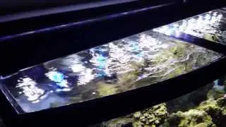 Saltwater aquarium surface agitation