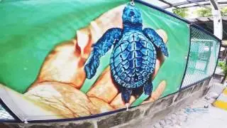All Hands Beach Coral Restoration Project