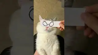 мяу