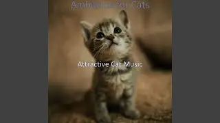 Wonderful Cats