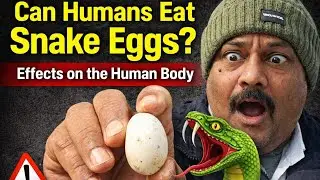 Can Humans Eat Snake Eggs? Effects on the Human Body I Llbsir