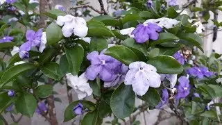 Manac&aacute;-de-cheiro (Brunfelsia uniflora)