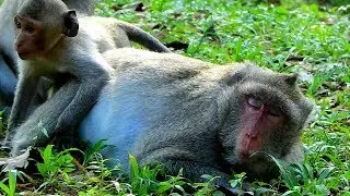 Great video of monkey family, Kind Jane family looks adorable and friendly