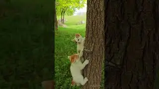 Two cute kittens climbing tree#shorts  #cute