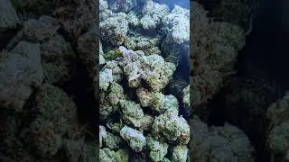good weed ak47
