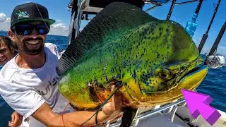 Mahi Mahi Madness Just off the Beach