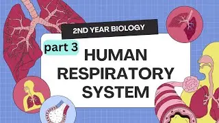 Respiration part 3 Transport of O2 CO2 ,pigments and Factors affect oxygen carrying of HB #mdcat2026