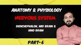 Diencephalon| Thalamus | Mid Brain | Hind Brain | Nervous system | Part-6 | Anatomy & Physiology