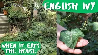 Английский плющ — Когда сорняк съедает дом! Hedera helix