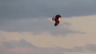 Bald eagle hunting failed