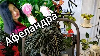 АФЕЛАНДРА КОМНАТНЫЕ РАСТЕНИЯ #обзор #nature #цветы #влог #растения #