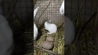 Ша по лавкам мелочь , а мне Мама разрешила,,,!!! #valdanna