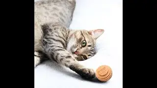 Spectacular Cardboard Balls for Cat