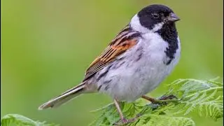 Common reed bunting (Emberiza schoeniclus) | male | sound | call | song | voice