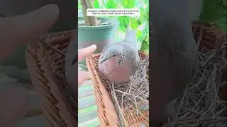 A pigeon suddenly made a nest in front of my balcony and I took care of it and then #animalshorts